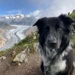 Elli — Christines Border Collie vor einem Bergpanorama