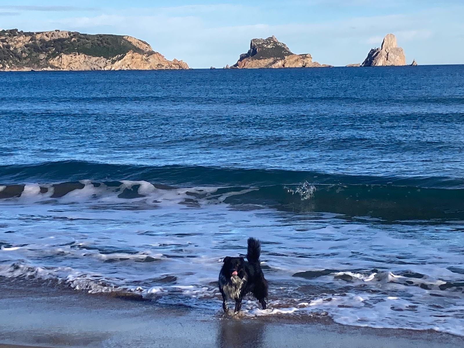 Hund am Strand